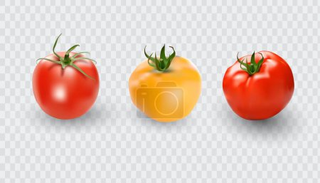 Téléchargez les illustrations : Ensemble de tomates. Collection de tomates rouges. Tomates vectrices photo-réalistes sur fond transparent - en licence libre de droit