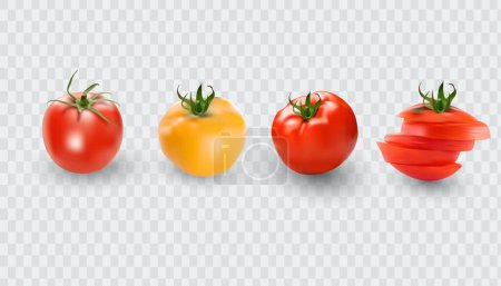 Téléchargez les illustrations : Ensemble de tomates. Collection de tomates rouges. Tomates vectrices photo-réalistes sur fond transparent
. - en licence libre de droit