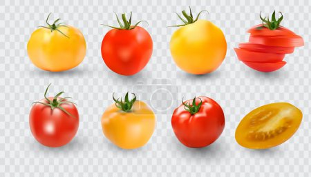 Téléchargez les illustrations : Ensemble de tomates. Collection de tomates rouges. Tomates vectrices photo-réalistes sur fond transparent - en licence libre de droit