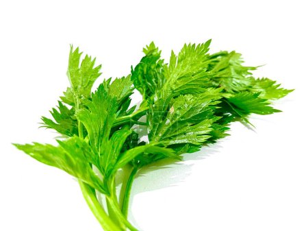 Fresh green celery with thin stalk and leaves intact isolated on white background