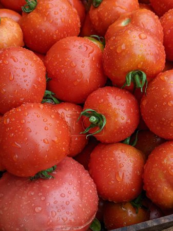 Photo for A bountiful sight unfolds in the image, showcasing an abundance of vibrant red tomatoes. The assorted sizes and shapes of these tomatoes create a picturesque display. - Royalty Free Image