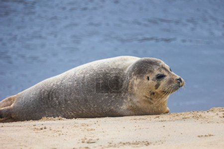 A beautiful seal lies on the sand. Blue sea in the background. A seal rests on golden sand. The seal sleeps after eating.