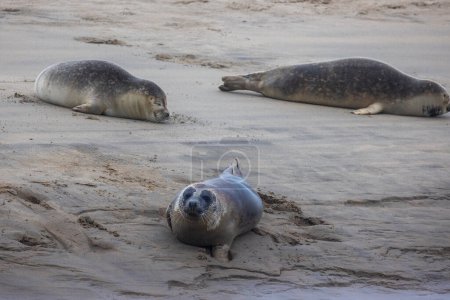 A beautiful seal lies on the sand. Blue sea in the background. A seal rests on golden sand. The seal sleeps after eating.