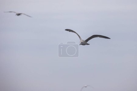 Beautiful seagulls in flight against the blue sky. Beautiful sea gulls. Flapping of wings.