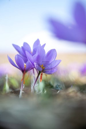 Saffron flowers on field. Crocus sativus blossoming purple plant on ground, close up view. Harvest collection season