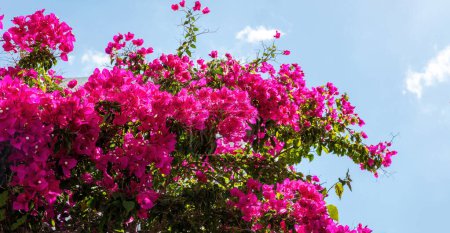 Téléchargez les photos : Grèce, Cyclades. Floraison rose fleur de bougainvilliers sous le ciel bleu ensoleillé fond de journée. Arbre ornemental épineux, arbuste, vigne. - en image libre de droit