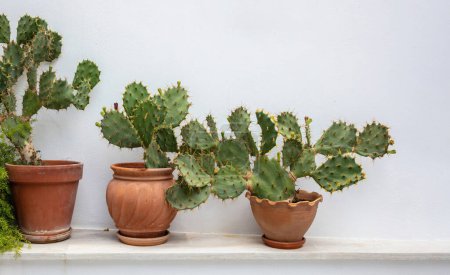 Photo for Prickly Pear cactus planted in ceramic pot, Opuntia Azurea against whitewashed wall background. Greece, Cyclades island house outdoors decoration - Royalty Free Image