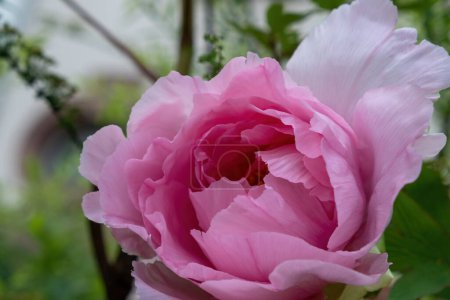 Foto de Flor de peonía rosa con fondo de arco blanco - Imagen libre de derechos