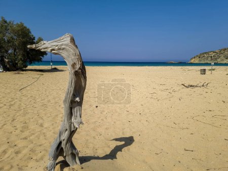 Gavdos île, Sarakiniko plage de sable nudiste, Crète Grèce. Branche verticale morte semble être arbre frais penché sur et reposer sur un poteau de fer. 