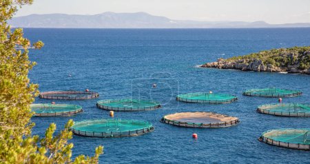 Fish farm in Greece. Aquaculture fish industry, circle cage with fishing net in clear blue ripple Mediterranean sea water background. Fresh seafood.