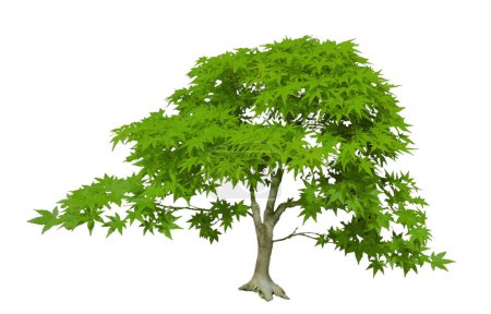 Japanese Maple Acer palmatum bonsai tree isolated on white transparent