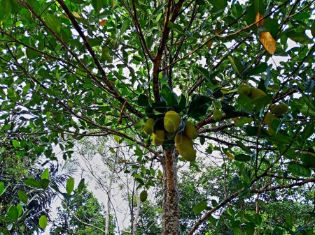 round fruit trees hanging from tree branches, also called jackfruit