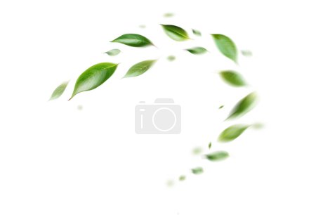 Foto de Las hojas flotantes verdes que vuelan dejan la hoja verde que baila, atmósfera del purificador de aire Imagen principal simple sobre fondo blanco - Imagen libre de derechos