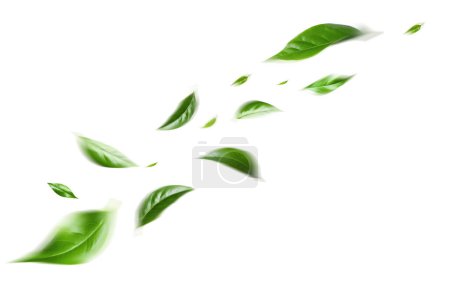 Foto de Las hojas flotantes verdes que vuelan dejan la hoja verde que baila, atmósfera del purificador de aire Imagen principal simple - Imagen libre de derechos