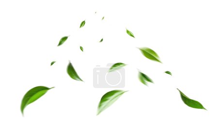 Téléchargez les photos : Feuilles vertes volantes sur fond blanc. Feuillage printanier frais. Environnement et écologie en toile de fond - en image libre de droit