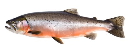 Photo for Salmon fish isolated On white background - Royalty Free Image