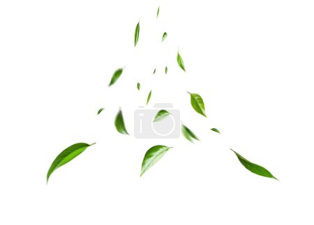 Foto de Hojas verdes voladoras sobre fondo blanco. Follaje fresco de primavera. Fondo de medio ambiente y ecología - Imagen libre de derechos