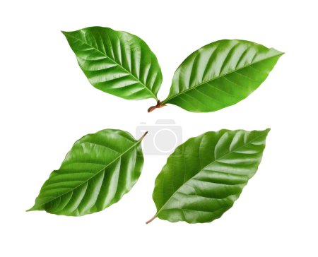 hojas de café aislado fondo blanco
