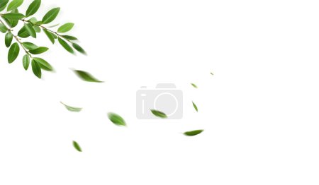 Téléchargez les photos : Feuilles vertes volantes sur fond blanc. Feuillage printanier frais. Environnement et écologie en toile de fond - en image libre de droit