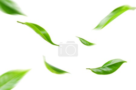 Téléchargez les photos : Feuilles flottantes vertes Feuilles volantes Feuilles vertes Danse - en image libre de droit