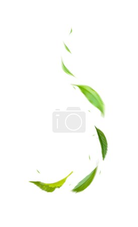 Foto de Hojas flotantes verdes Hojas voladoras Hoja verde Bailando sobre fondo blanco - Imagen libre de derechos