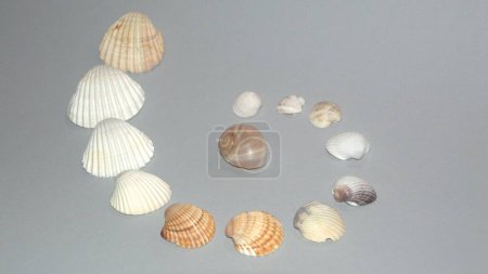 Collection Shell - souvenirs de la mer - coquillages de la mer Tyrrhénienne 