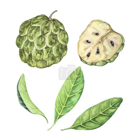 Exotische grüne Cherimoya-Früchte mit Blättern. Handgezeichnete Aquarell-Illustration von Puddingapfel, zuckersüßen Apfelblättern für Druck, Verpackung, Bioprodukte, Scrapbooking, Aufkleber