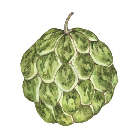 Reife grüne Cherimoya exotischen Früchten Kunstwerk. Handgezeichnete Aquarell-Illustration von Puddingapfel, zuckersüßem Apfelcliparts für Druck, Verpackung, Bioprodukte, Scrapbooking, Aufkleber