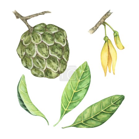 Reife grüne ganze und halbe exotische Cherimoya-Früchte mit Blättern und Blüten. Handgezeichnete Aquarell-Illustration von Puddingapfel, Zuckersüßapfel zum Drucken, Verpackung, Bioprodukte, Scrapbooking