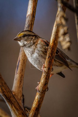 White-throated sparrow perched on a small branch.  His yellow brow is visible and is intently looking and scanning around the area.