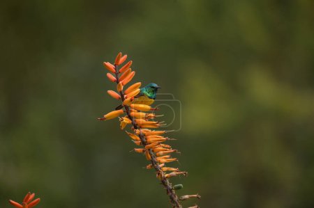 Ein Halsband-Sonnenvogel, Hedydipna collaris, hockt auf einer Aloe-Pflanze.