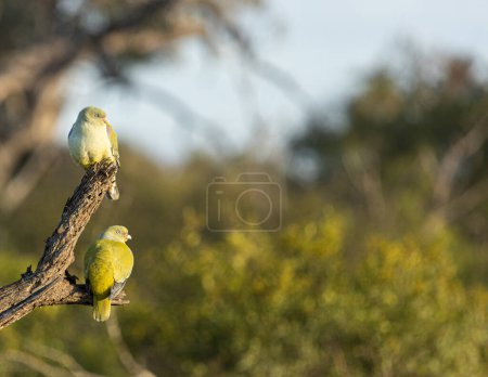 Palomas Verdes Africanas, Treron calvus, posan en una rama, a la luz del sol