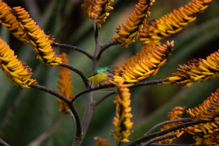 A collared sunbird, Hedydipna collaris, drinks nectar from an aloe flower.