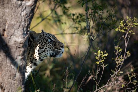 A side profile of a leopard, Panthera pardus, gazing upwards.
