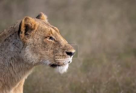 Eine Löwin, Panthera leo, Seitenprofil starrt.