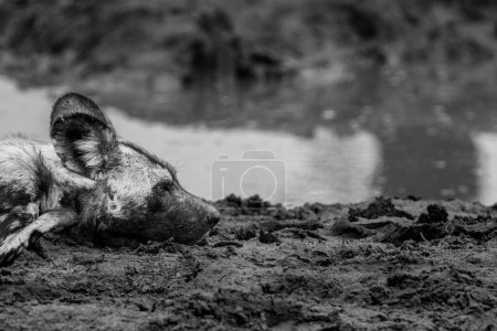 A close-up of a wild dog, Lycaon pictus, lying next to a dam, side profile. In black and white.