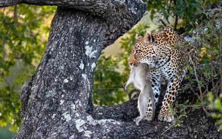 A leopard, Panthera pardus, sits in a tree with a dead vervet monkey, Chlorocebus pygerythrus, in its mouth.