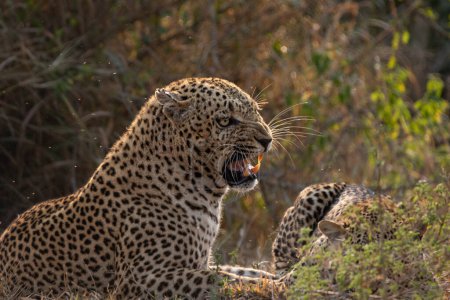 Ein Leopardenmännchen, Panthera pardus, knurrt.