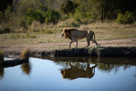 Ein männlicher Löwe, Panthera leo, geht neben einem Damm, Spiegelung im Wasser.