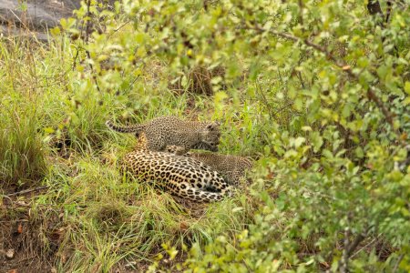 Eine Leopardin und ihre beiden Jungen, Panthera pardus, liegen zusammen im Gras.