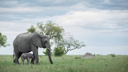 Ein Elefant und sein Kalb, Loxodonta africana, gehen gemeinsam im langen Gras.