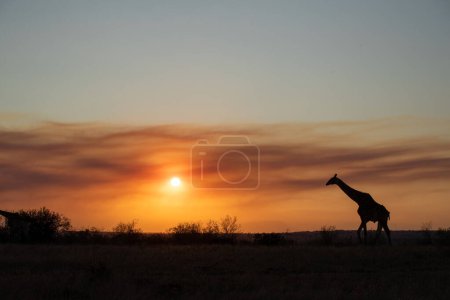 Die Silhouette einer Giraffe, Giraffa, Hintergrund Sonnenuntergang.