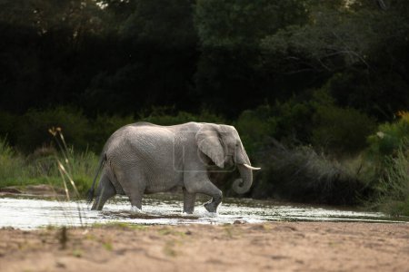 A single elephant, Loxodonta africana, crossing a river