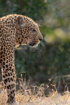 Side profile of a male leopard, Panthera pardus.