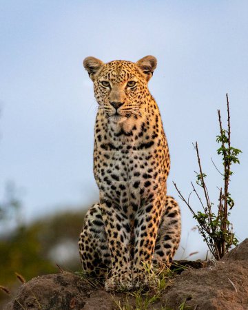 Ein Leopard, Panthera pardus, sitzt auf einem Hügel, direkter Blick.