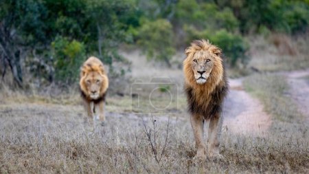 Two male lions, Panthera leo, walk together.