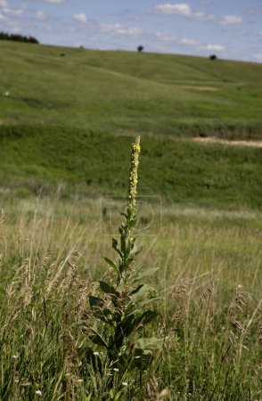 Plante de mauvaises herbes commune des Prairies Plantes d'automne Prairies Nature rurale Verbascum thapsus Espèces envahissantes