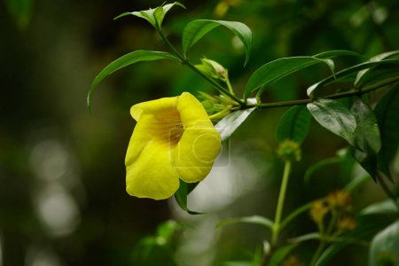 jaune Allamanda cathartica fleur dans la nature