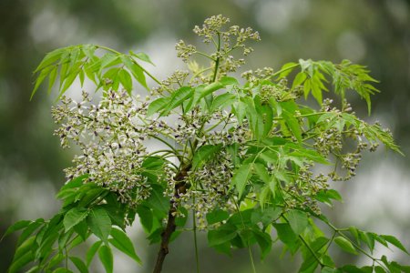 Nahaufnahme einer Blume von Melia azedarach, die auf einem Baum blüht