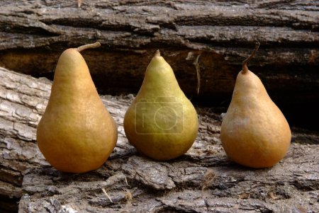 Three perfect light brown pears with natural trunk background